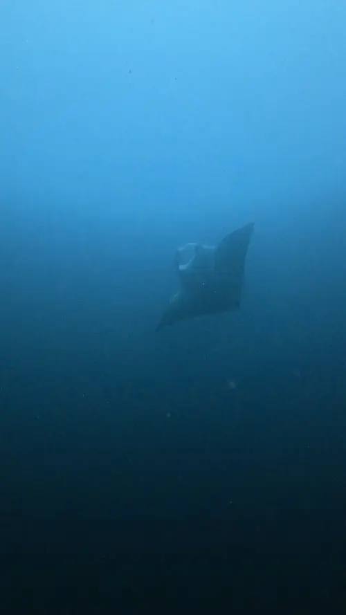 Punta Bunga dive — April 22, 2026
