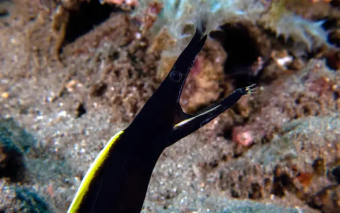 Diniwid dive site, Boracay — photo 4