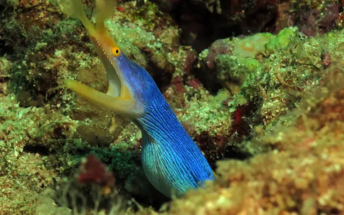 Friday’s Rock dive site, Boracay — photo 3