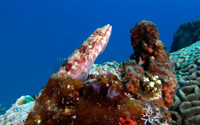 Angol Point dive site, Boracay — photo 1