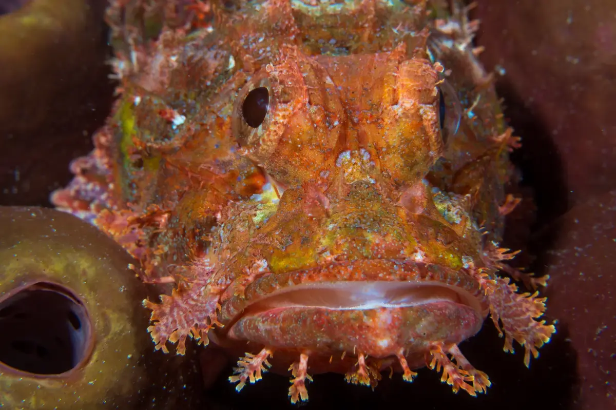 Discovering Friday's Rock: A Diver's Delight in Boracay