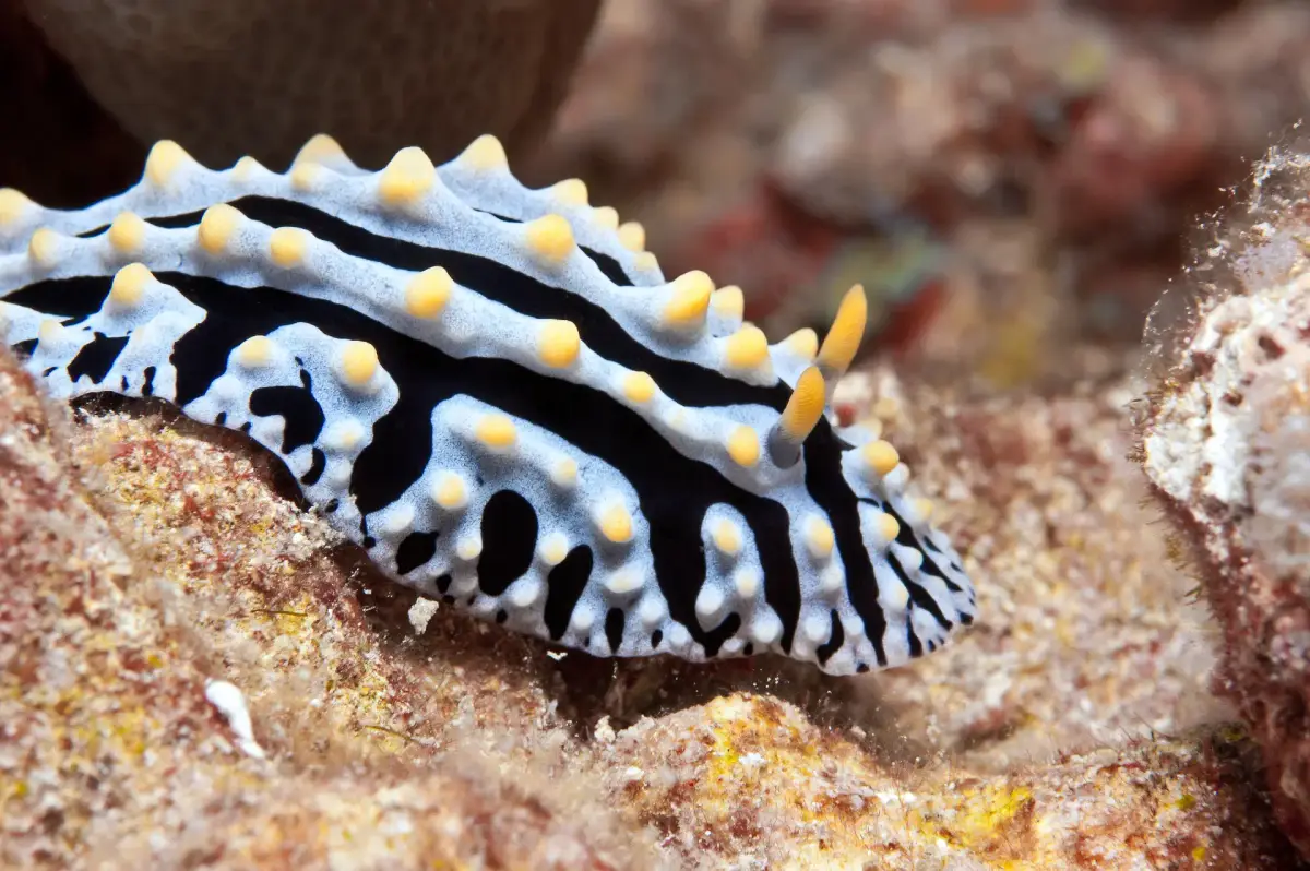 Discovering Nudibranchs in Boracay: The Colorful Characters of the Reef