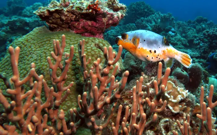Friday’s Reef dive site, Boracay — photo 4