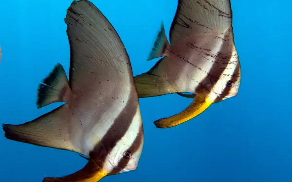 Marine life