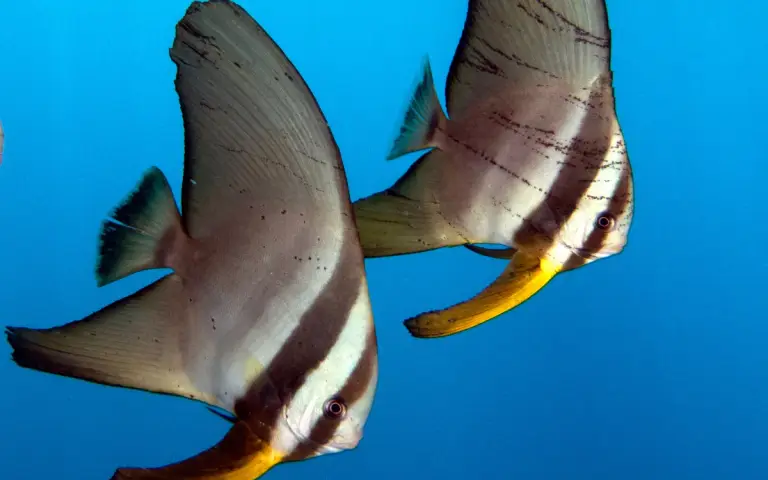 Camia II — dive photo 1