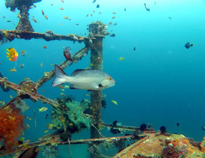Camia II dive site, Boracay — photo 4