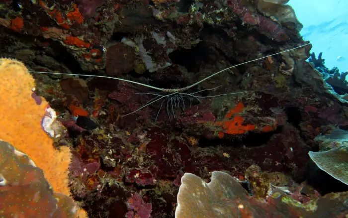 Lobster Rock dive site, Boracay — photo 2