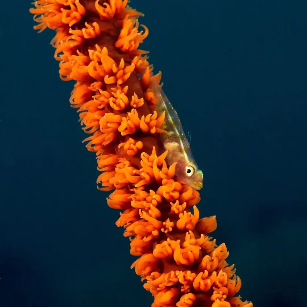 Tambisaan dive — Sep 1, 2025