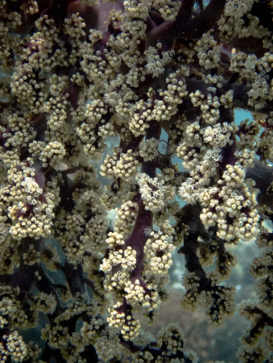 Tambisaan dive — Aug 23, 2025
