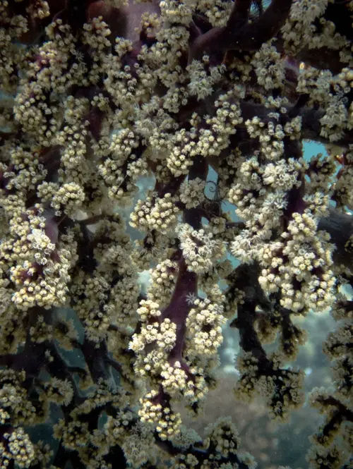 Tambisaan dive — August 23, 2025