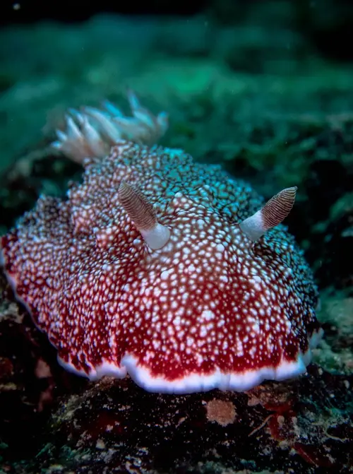 Tambisaan dive — July 31, 2025
