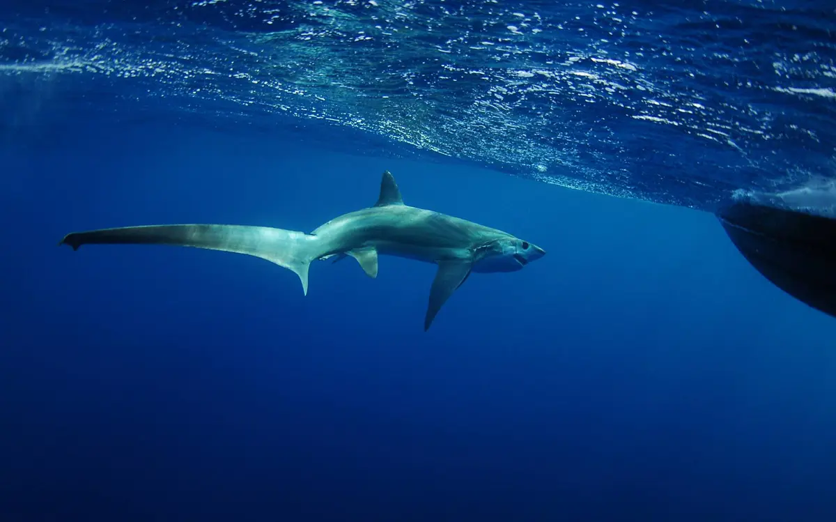 Discovering the Majestic Thresher Sharks in the Philippines