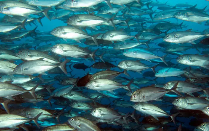 Yapak dive site, Boracay — photo 2