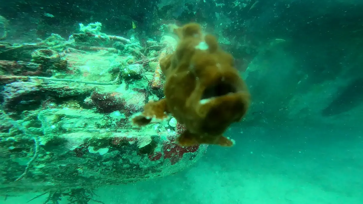 Tribird Wreck dive — Oct 13, 2024