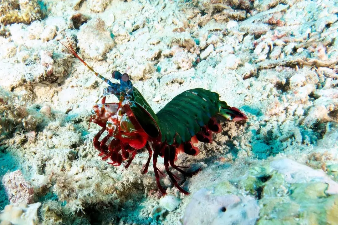 Tribird Wreck dive — Apr 8, 2026