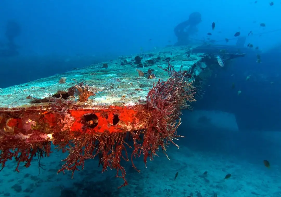 Tribird Wreck dive — Jan 27, 2026