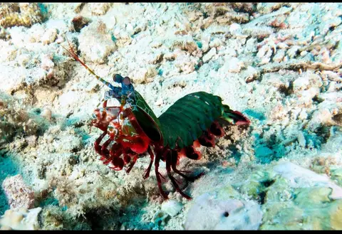 Tribird Wreck dive — Apr 17, 2026