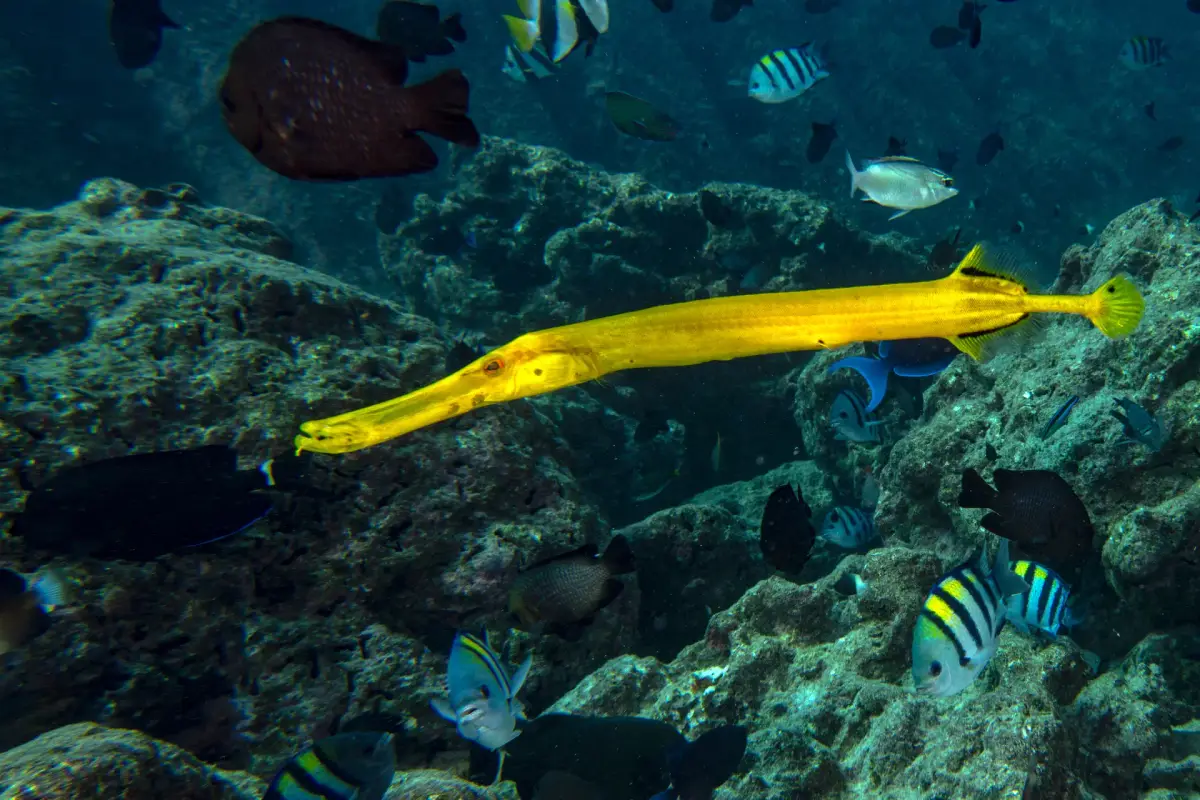 Crocodile Island Dive Site Guide | Explore Boracay's Underwater Gem