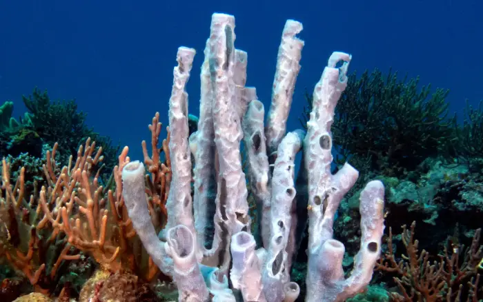 Friday’s Reef dive site, Boracay — photo 1