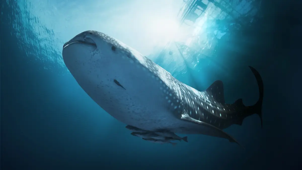 Whale Sharks in Boracay: What You Need to Know