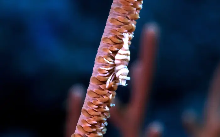 Angol Point dive site, Boracay — photo 3