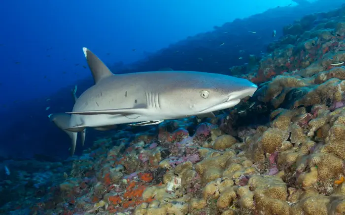 Yapak dive site, Boracay — photo 4