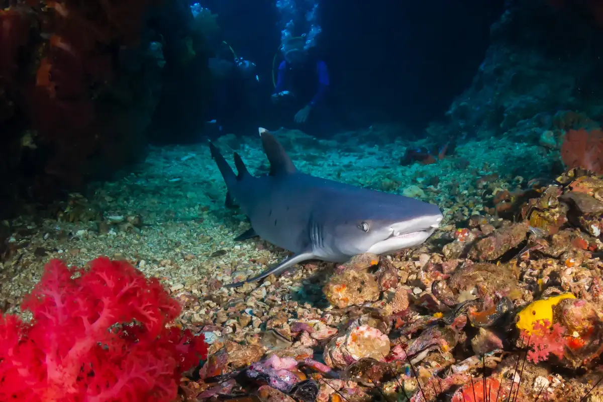 Shark Encounters in Boracay: Safe, Natural, and Incredible