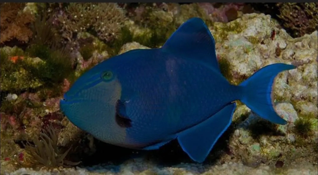 Yapak 2 dive — Dec 1, 2025