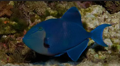 Yapak 2 dive — Dec 1, 2025