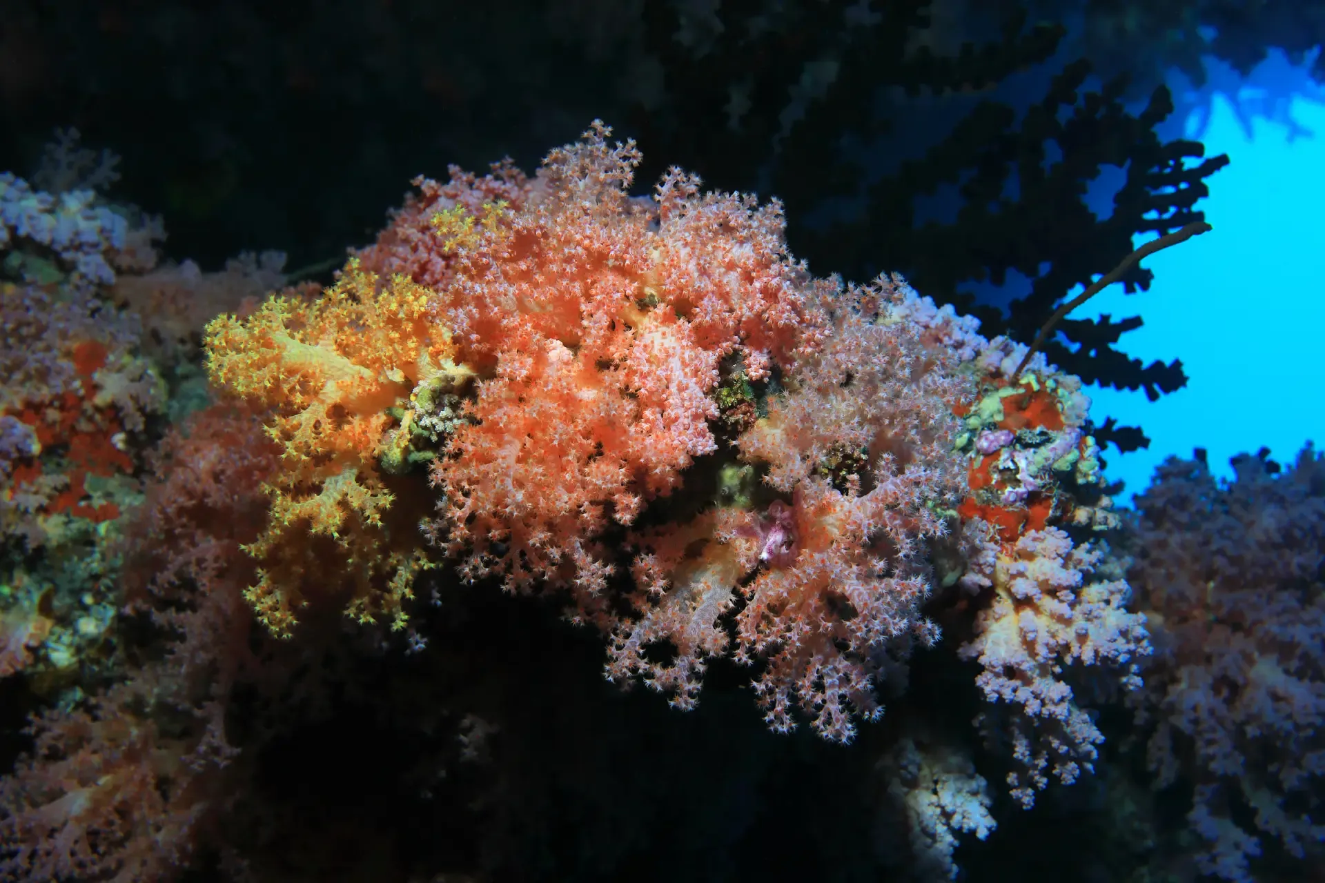 clearner fish