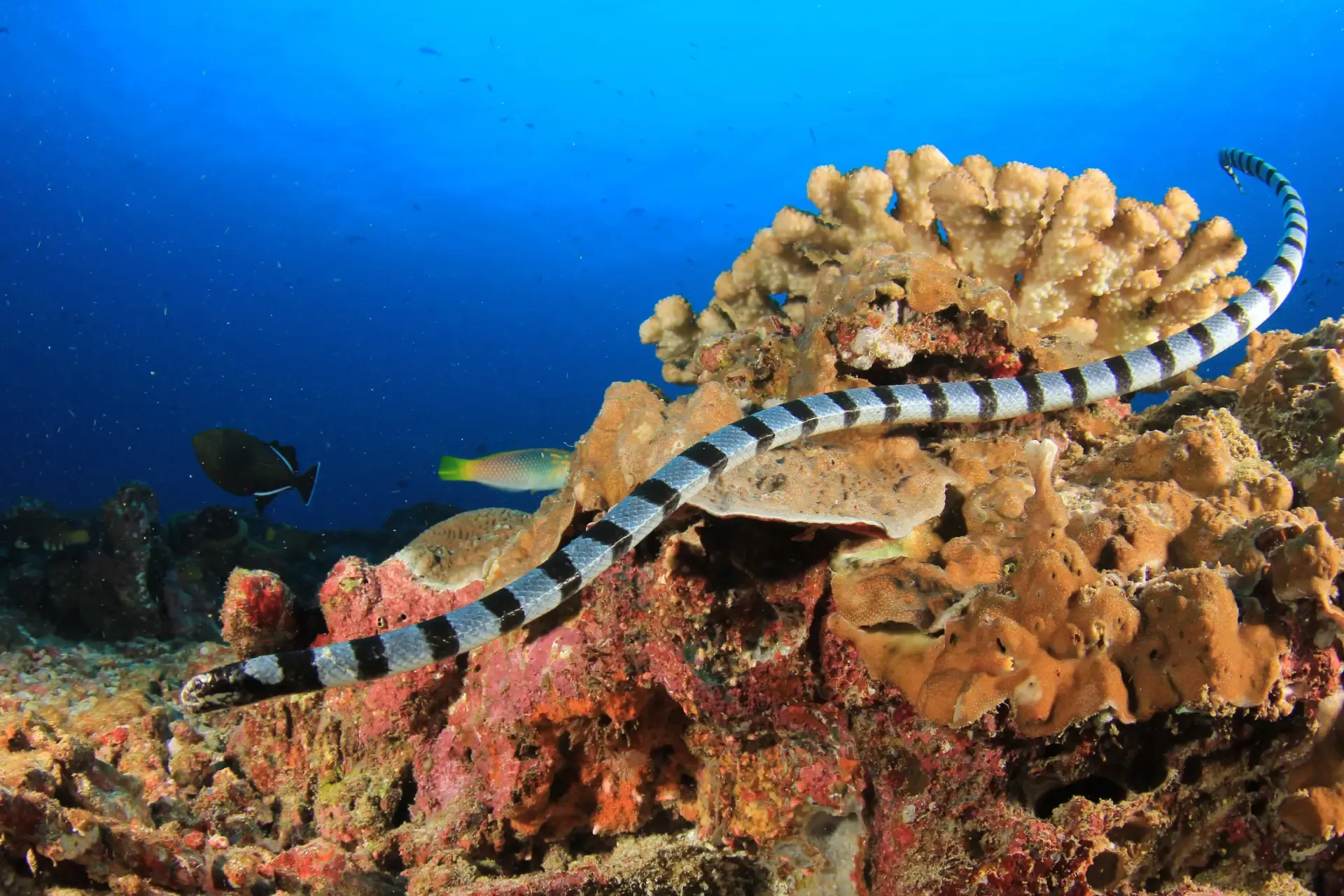 sea snake boracay