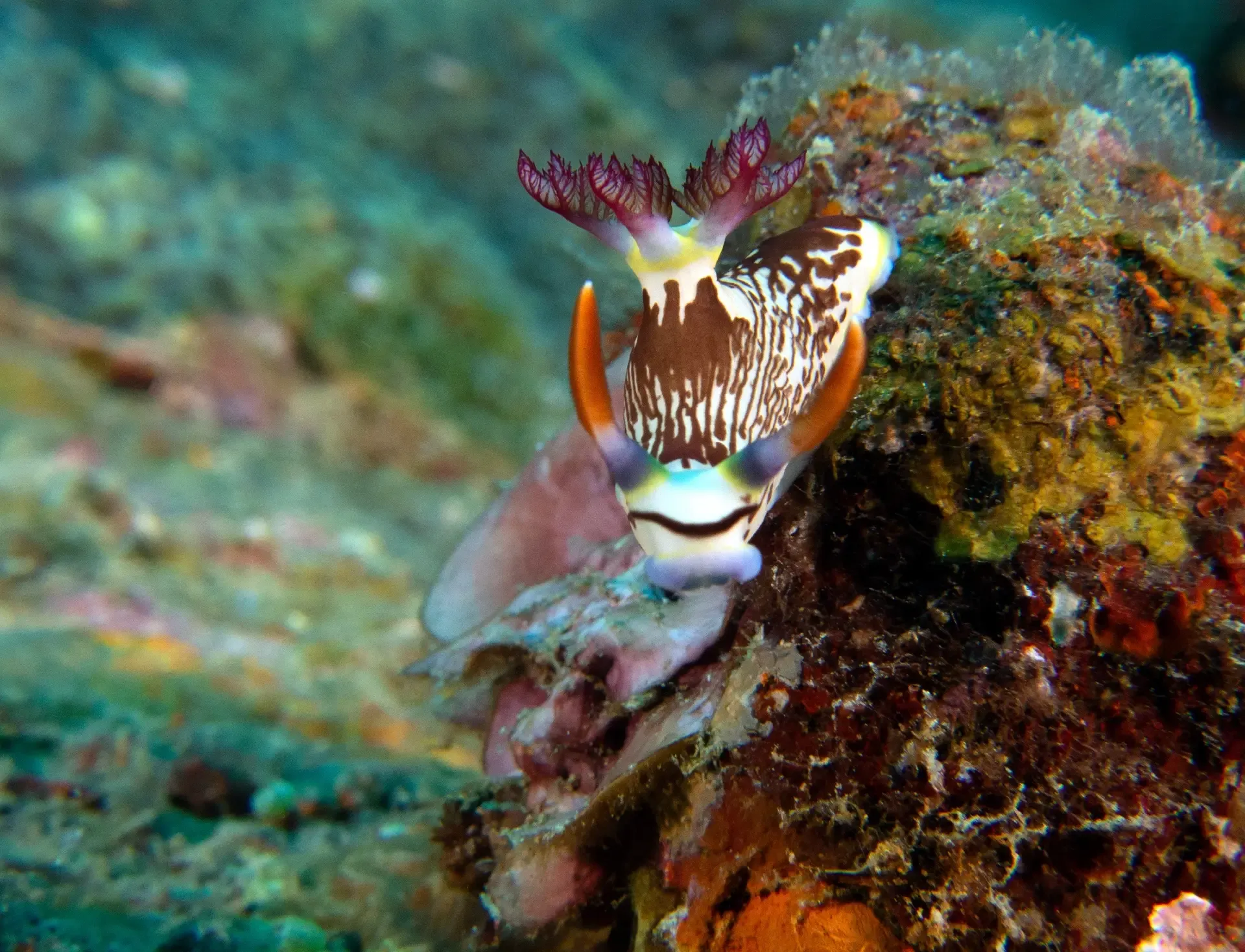 boracay diving
