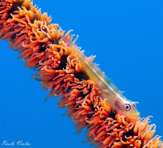 whip coral goby