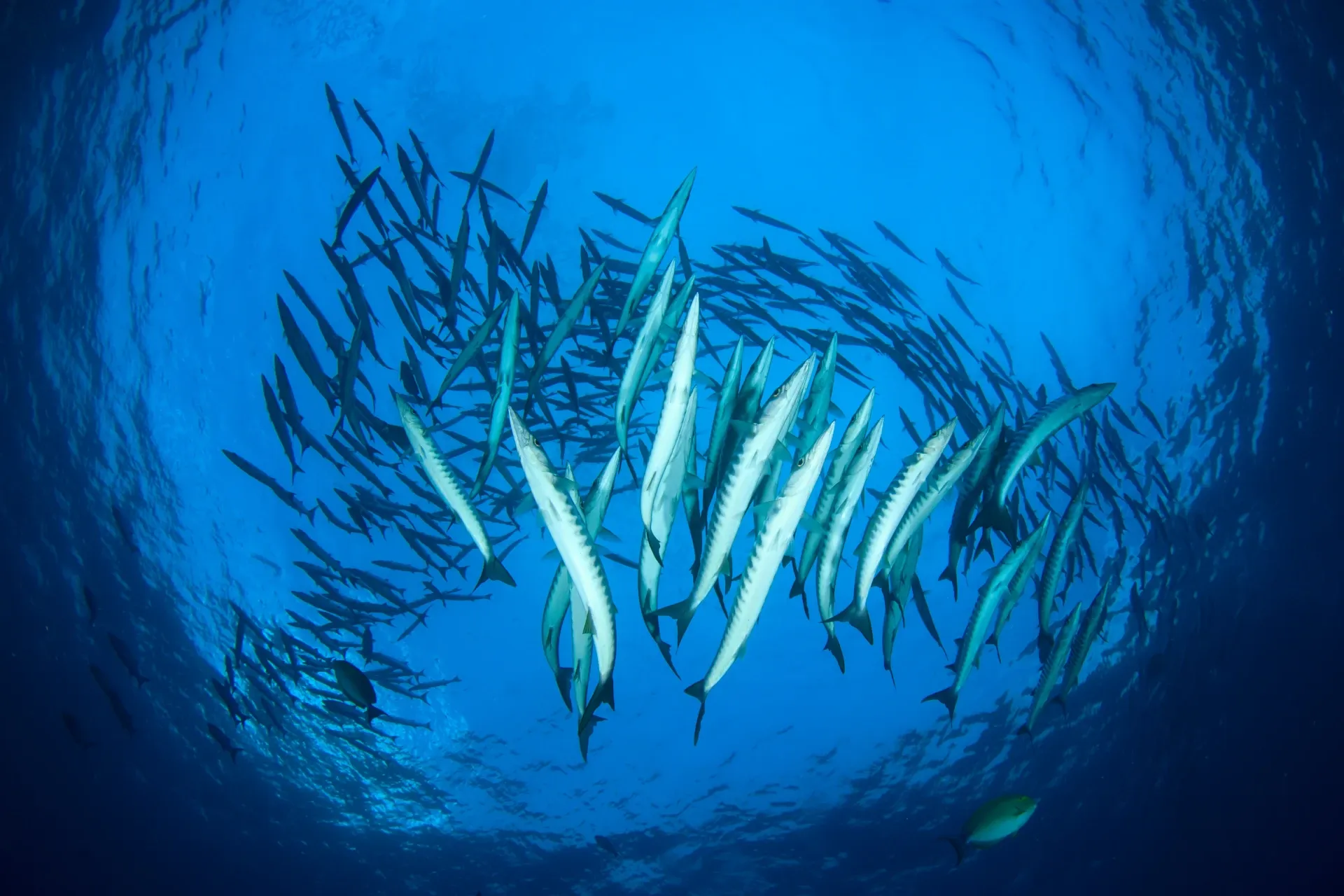 seasonal marine life boracay