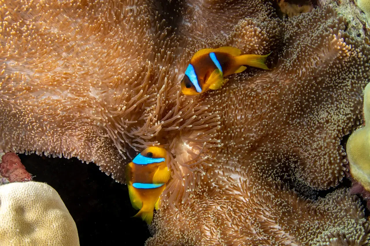 clownfish communication