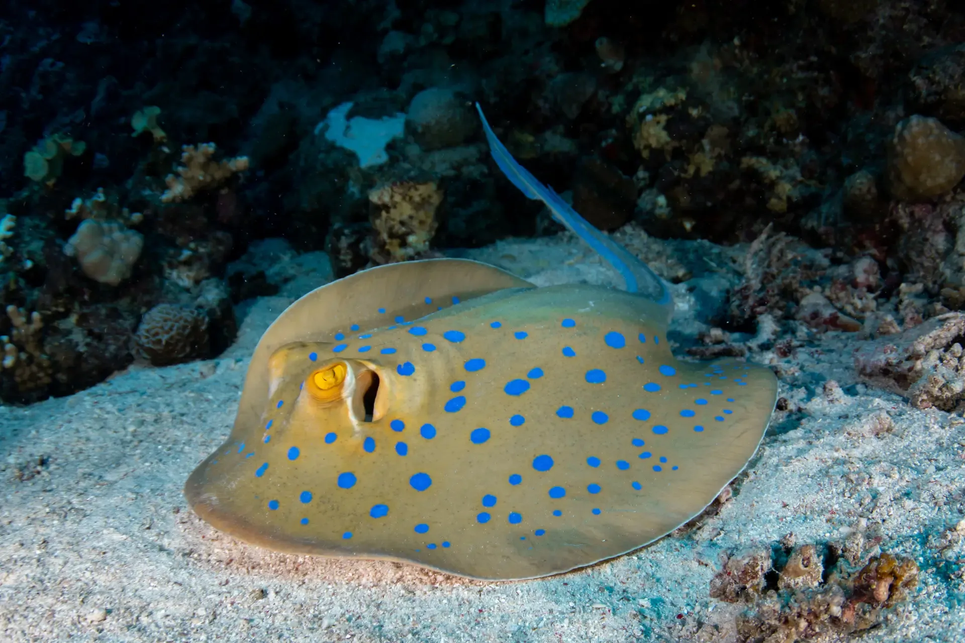 blue spotted ray boracay