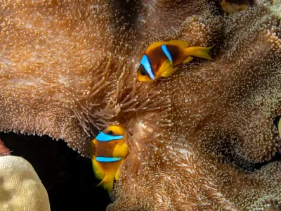 clownfish communication