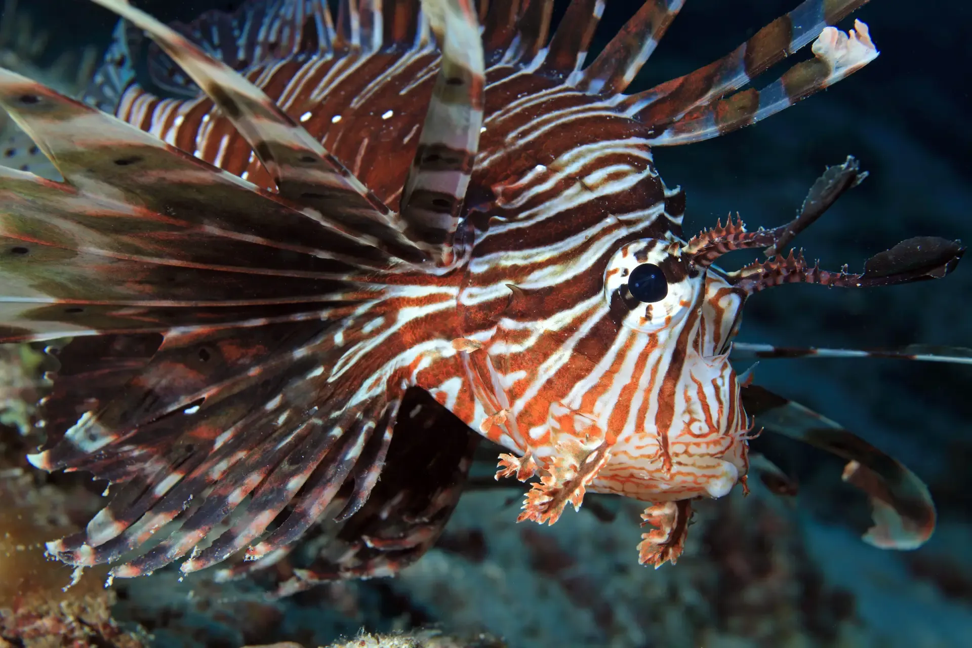 lionfish in boracay