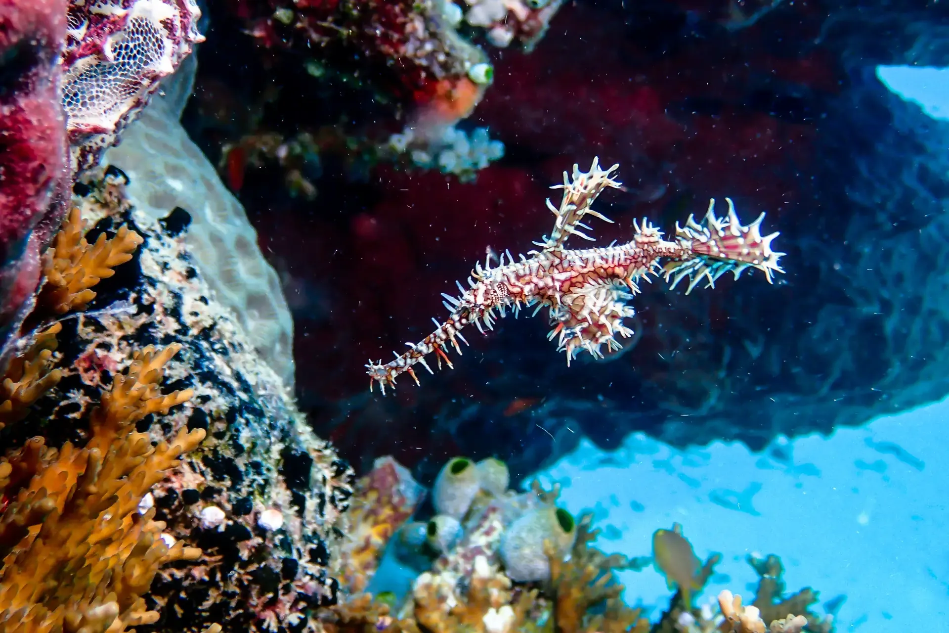 underwater photography boracay