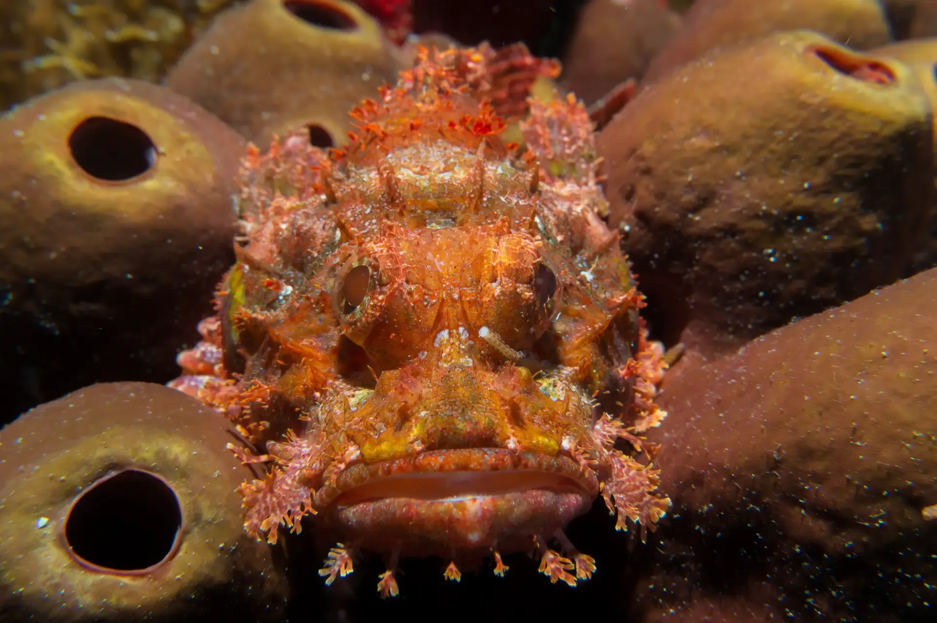 scorpionfish boracay