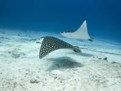 eagle ray boracay