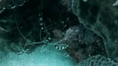 11/09/2024 Dive Log - Angol point