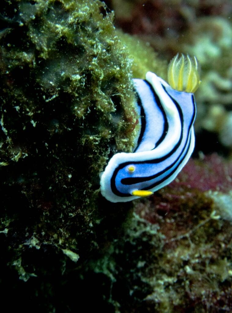 08/20/2025 Dive Log - LOBSTER ROCK