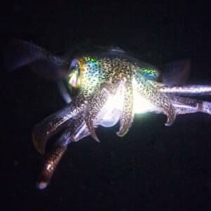 cuttlefish night dive