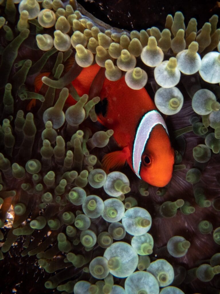 07/30/2025 Dive Log - LAGUNA