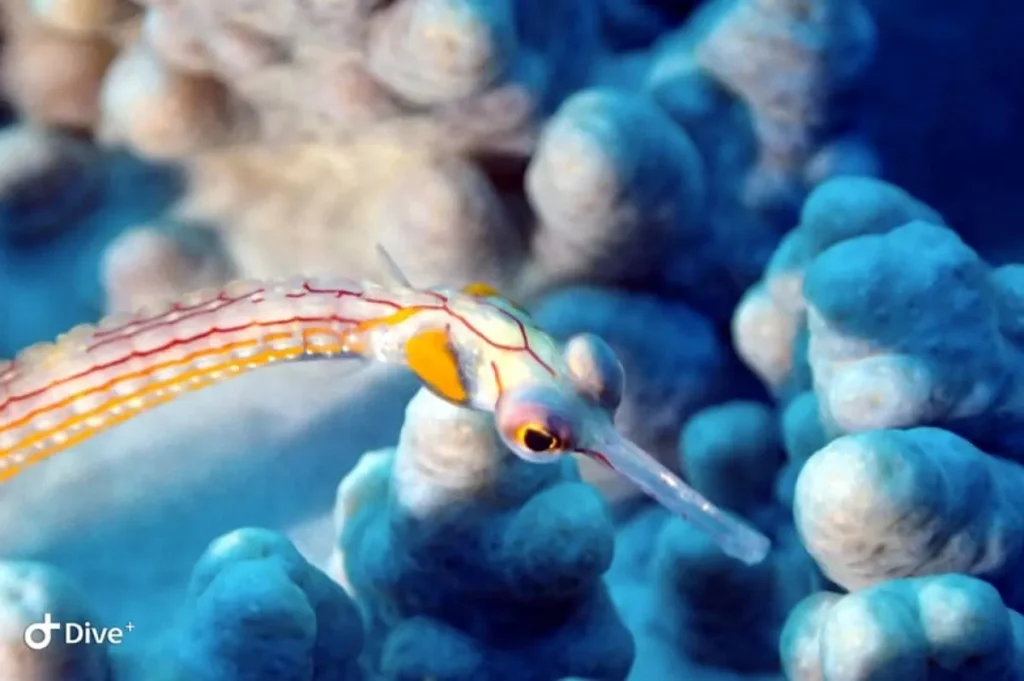 09/24/2025 Dive Log - LAGUNA