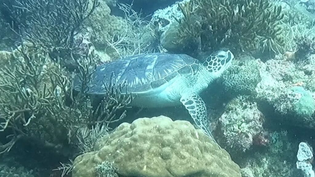 11/12/2024 Dive Log - Friday's rock