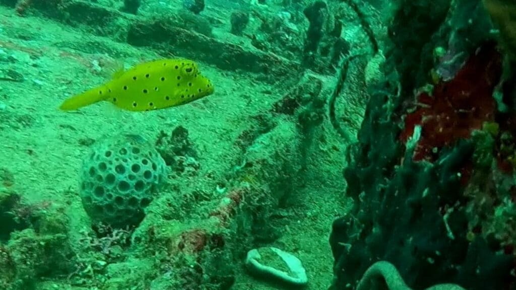 11/25/2024 Dive Log - Camia 2 wreck