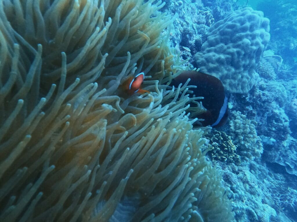 clownfish