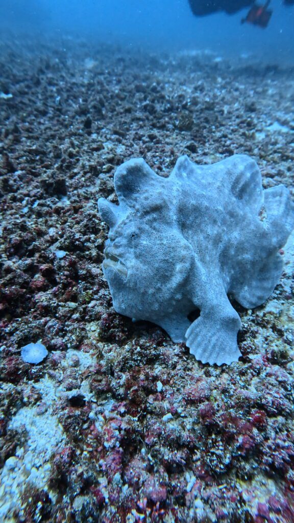 02/27/2026 Dive Log - Friday’s rock